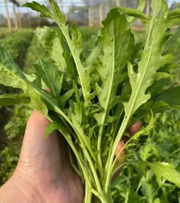 Cải rocket hữu cơ Darwin