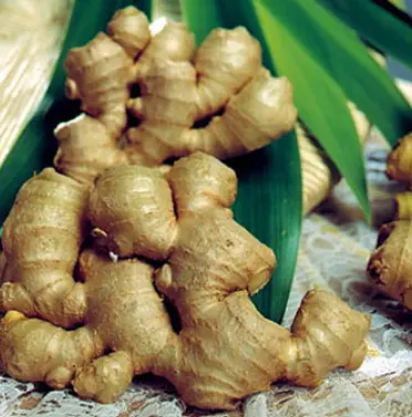 Gừng hữu cơ Darwin