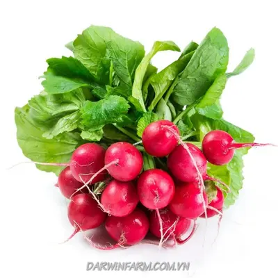 Cải đỏ hữu cơ Darwin