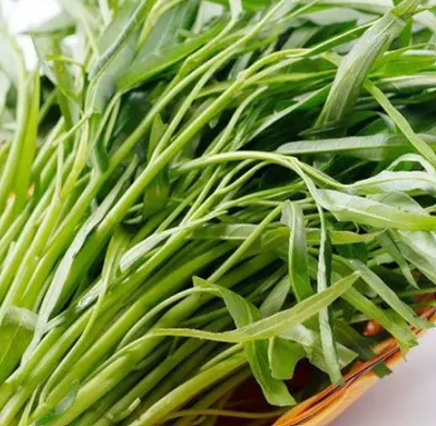 Rau muống hữu cơ Darwin
