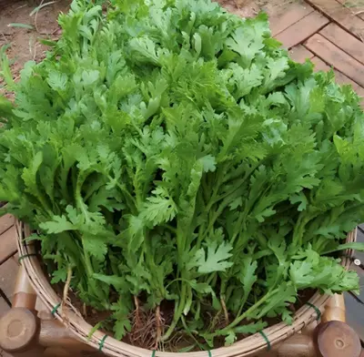 Cải cúc hữu cơ Darwin