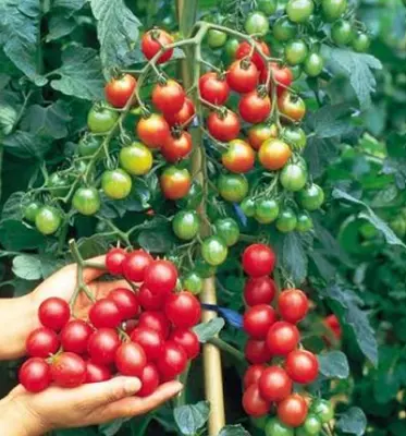 Cà chua sơ ri đỏ hữu cơ Darwin