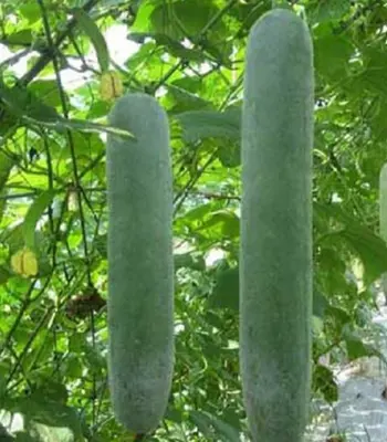 Bí xanh hữu cơ Darwin