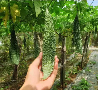 Mướp đắng hữu cơ Darwin